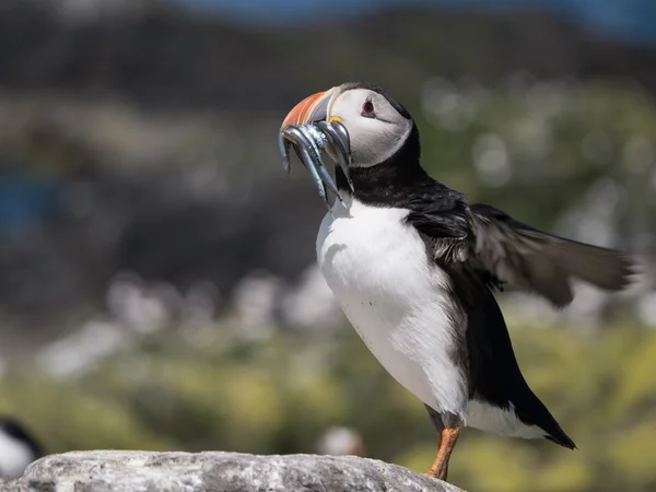 Farne Island Puffins