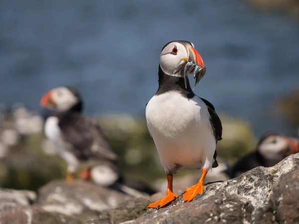 Farne Island Puffins