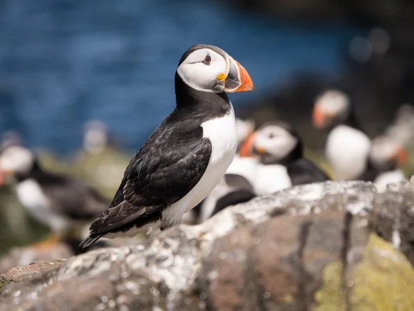 Farne Island Puffins