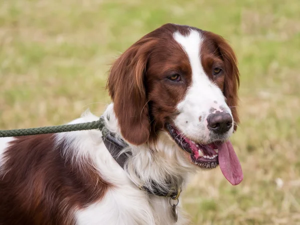 yavru horoz İspanyol