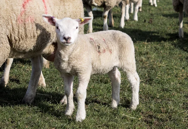 Tackor och lamm, Holmfirth, West Yorkshire — Stockfoto