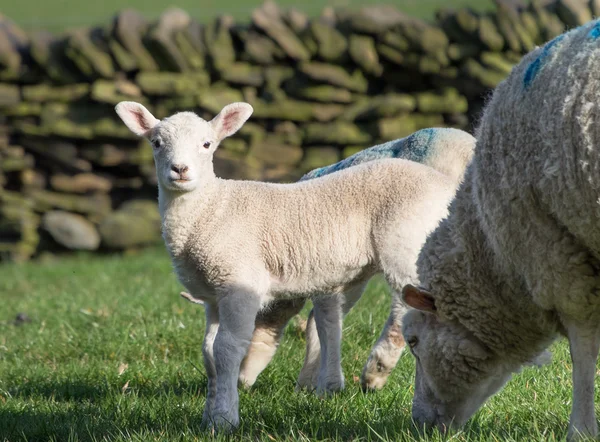 Lindos corderos de primavera, West Yorkshire — Foto de Stock