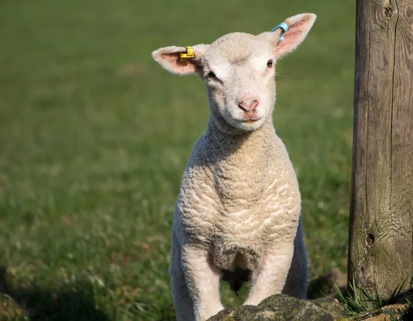 Söta våren lamm, West Yorkshire — Stockfoto