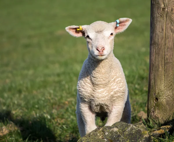 Söta våren lamm, West Yorkshire — Stockfoto