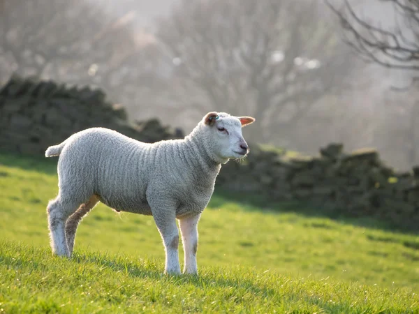 Lone lamb in field — Stock Photo, Image