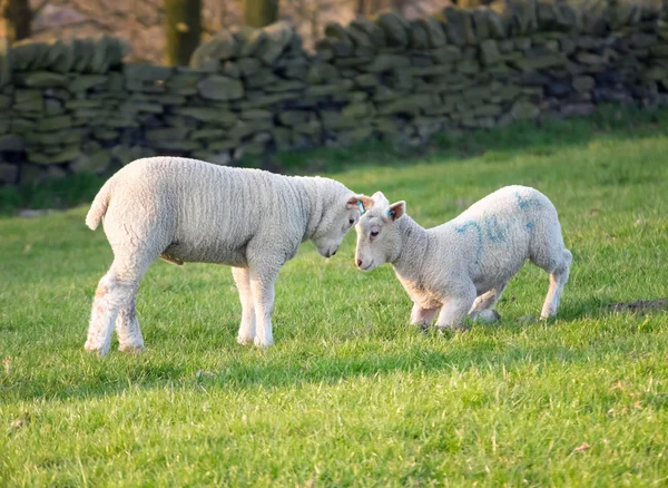 Playing lambs — Stock Photo, Image