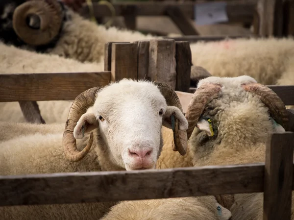 Sheep in pen — Stock Photo, Image