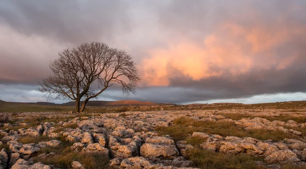 Yalnız ağaç, Yorkshire Dales