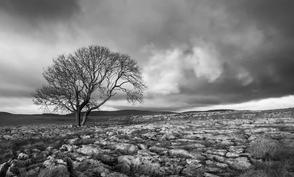 Yalnız ağaç, Yorkshire Dales — Stok fotoğraf