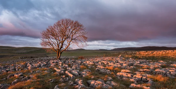 Yalnız ağaç, Yorkshire Dales