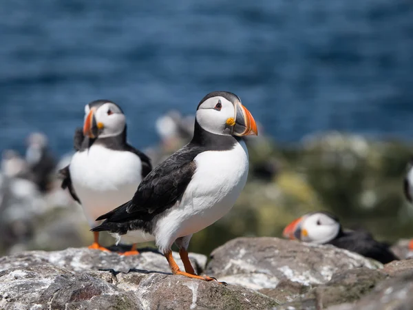 Farne Island Puffins Royalty Free Stock Images