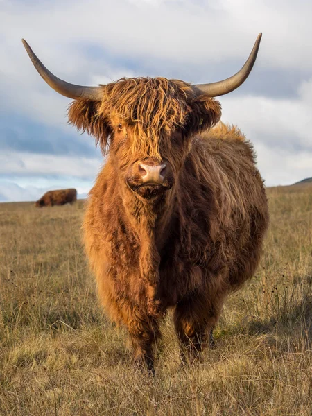 Highland cow Stockbild