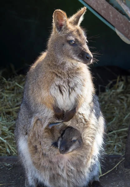 Bennetts Wallaby