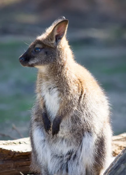 Bennetts Wallaby