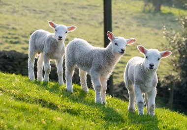 Spring lambs clipart