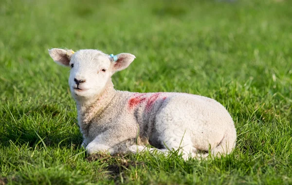 Agnello primaverile sdraiato sul campo al sole della sera — Foto Stock