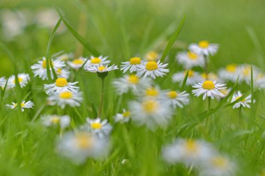 Güneşli çayır üzerinde papatya