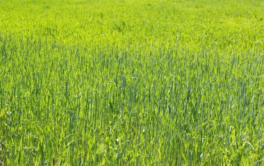 Doğal arka plan, genç yeşil tahıl bahar.