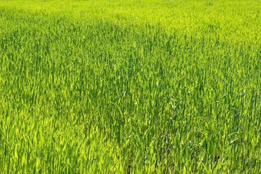 Doğal arka plan, genç yeşil tahıl bahar.