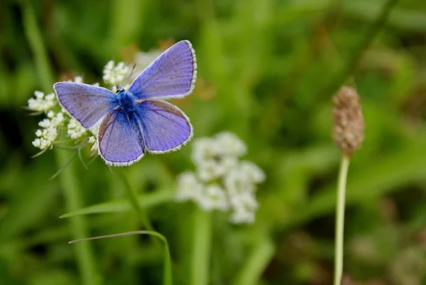 Çayır üzerinde mavi kelebek (plebeius)