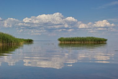 reed island, Peipsi (Chudskoe) lake, Estonia clipart