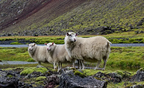 Koyun lav alanı, Eldgja, İzlanda — Stok fotoğraf