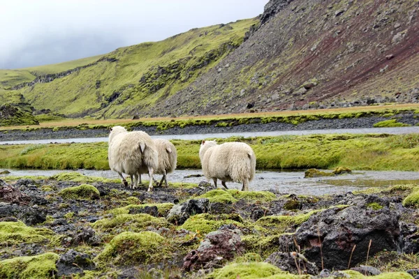 Ovelhas no campo de lava, Eldgja, Islândia — Fotografia de Stock