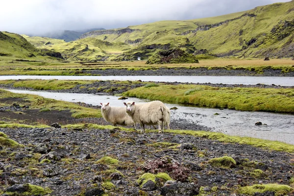 Schapen op lava veld, Eldgja, IJsland — Stockfoto