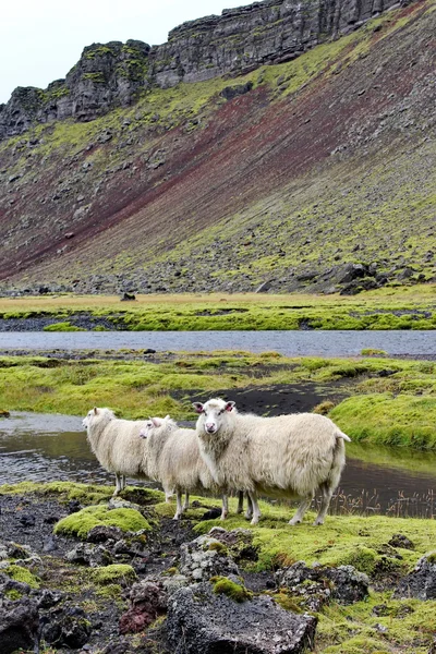 Koyun lav alanı, Eldgja, İzlanda — Stok fotoğraf