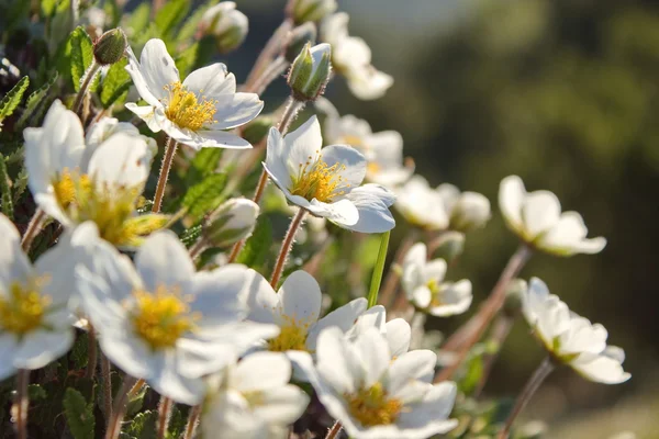 white dryas, mountain flowers