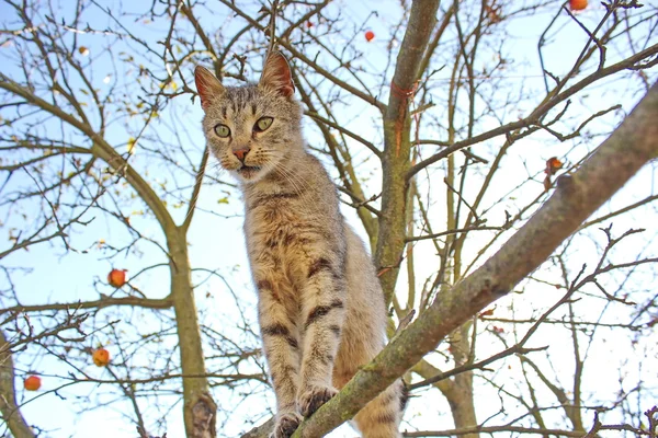 cat staying on branch of tree