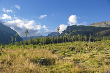 çayır yüksek Tatras Milli Parkı