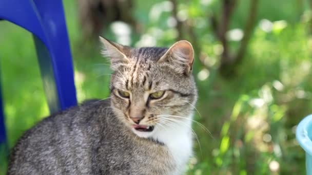 Hauskatzen sitzen auf sonniger, verschwommener Natur, moggie — Stockvideo