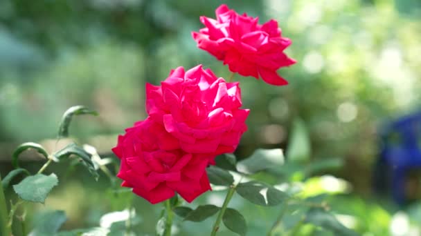 Floreciente jardín rosa flores con pétalos rojos borrosa naturaleza, rosario — Vídeo de stock