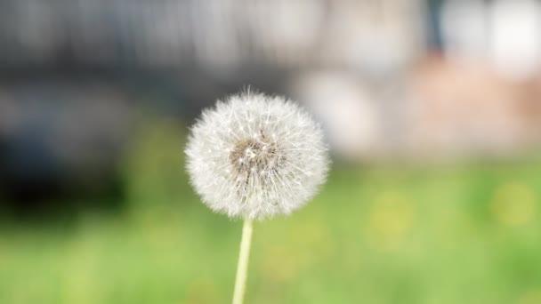 Blowball taraxacum with white seeds macro slow motions, flower — Stock Video