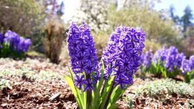 Mavi hyacinthus orientalis bahar çiçeklerinde çiçek açıyor yavaş çekim, sümbüller