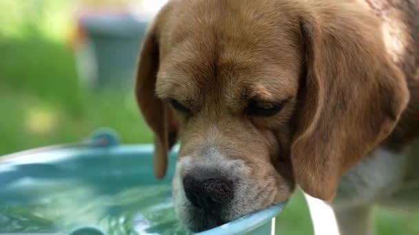 Cachorro sedento animal de estimação beber água do balde no dia quente, sede — Vídeo de Stock