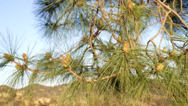 Evergreen fir tree pine with needles and pine cone slow motion, floral background — Stock Video