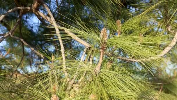 Natura slow motion sfondo di abete sempreverde con aghi e pigna, natura — Video Stock