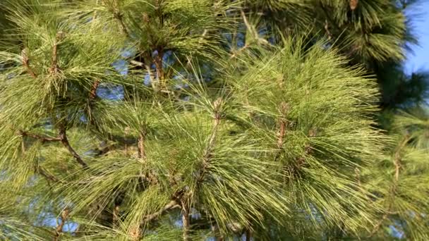 Zoom au ralenti du sapin à feuilles persistantes pin avec aiguilles et cône de pin, fond naturel — Video