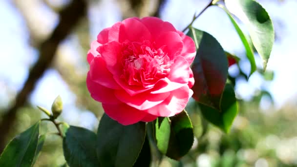 Rosa vermelha flor closeup florescendo ao ar livre, câmera lenta, verão — Vídeo de Stock