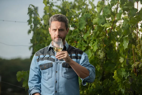 Viticulturist man farmer drink wine at grape farm, winegrower — Stock Photo, Image