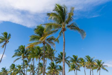 Palmiyeli cennet. Yaz palmiyesi afişi. Hawaii palmiyeleri mavi gökyüzünün altında. Tropik ağaçlar. Yeşil avuç içi desenleri. Palmiye yapraklı tropik tasarım. Simgesel palmiye ağaçları