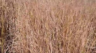 Kırsal kesimde kuru ot bitkisi olan bir tarla. Sonbahar ya da sonbahar, doğal alan geçmişi. Kuru çimenli kırsal doğa. Çimenli çimenli yaz çayırı. Alan doğa arka planı, 4k.