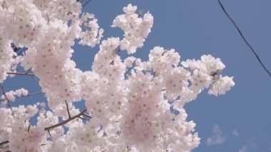 Mavi gökyüzünde pembe çiçek ağacı. Meyve ağacı çiçekleri. Bahar çiçeği. Sakura bahçesinde kiraz çiçeği. Sakura bahar çiçeği. Baharda Sakura. Bahar Bahçesi.