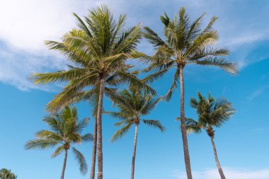 Tropik bir cennette palmiye ağacı manzarası. Avuç içi yaprakları. Mavi gökyüzünün altında egzotik palmiyeler. Gökyüzünde hindistan cevizi palmiyeleri. Seyahat reklamları için tropik bir manzara. Palmiyeli yaz gökyüzü. Avuç içi çizgili sahil