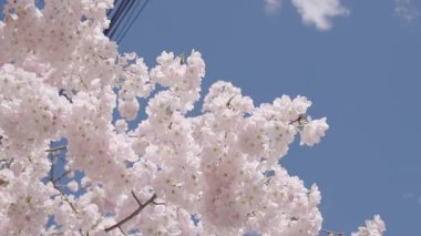 Bahar çiçeği açan ağaç. Bahar güneşli bir gün. Bahar çiçekleri açan Sakura kiraz çiçeği dalı. Sakura Festivali. Sakura bahar çiçekleri deseni. Kiraz çiçekleri ağacı. Sakura bahçesinde kiraz çiçeği.