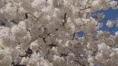 Paskalya 'da Sakura. Bahar çiçeği. Bahar çiçeği kirazlı Sakura. Sakura bahçesinde kiraz çiçeği. Beyaz çiçek ağacı. Çiçek açan dallar ve mavi gökyüzü, bahar zamanı. Kiraz çiçeği Sakura..
