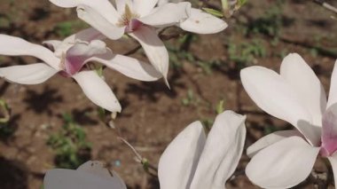 Manolya çiçeği ve çiçek. Güzel bir bahar sezonu. Çiçekli bahar doğası. Pembe manolya çiçeği. Bahar doğası. Çiçekli manolya ağacı. Çiçekli manolya. Bahar festivali.