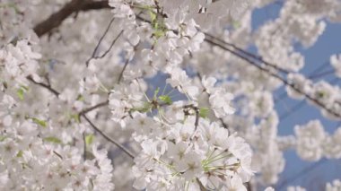 Sakura parkı. Sakura bahar çiçeği. Baharda Sakura. Bahar bahçesi. Mavi gökyüzünde narin bir çiçek ağacı. Meyve ağacı çiçeği. Bahar çiçeği. Sakura bahçesinde kiraz çiçeği.